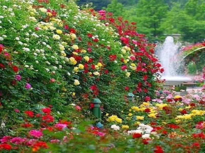 Никитский ботанический сад работает над созданием уникального розария